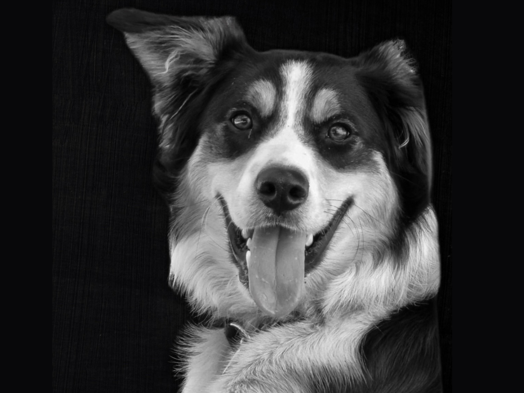 Kiwi Dog